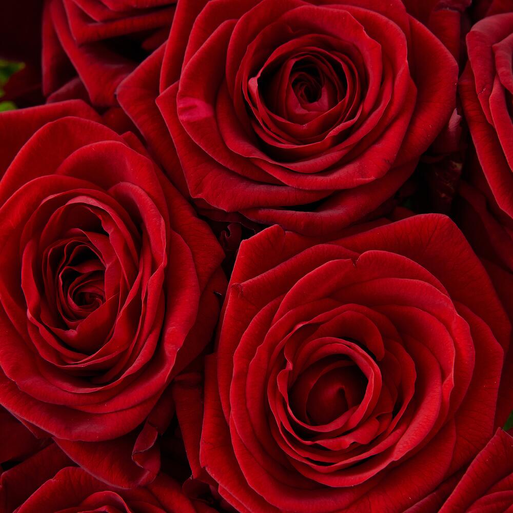 Роскошный букет из 21 красной розы – воплощение искренних чувств Абаза Республика Хакасия