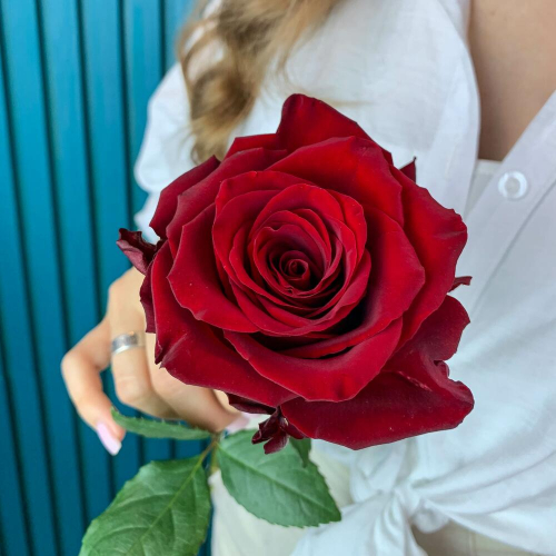 Комплимент из красной эквадорской розы – минимализм роскоши Абаза Республика Хакасия