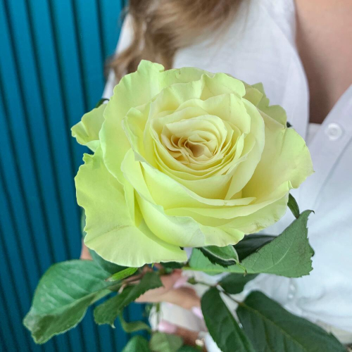 Комплимент из белой эквадорской розы – элегантность в каждом лепестке Абаза Республика Хакасия