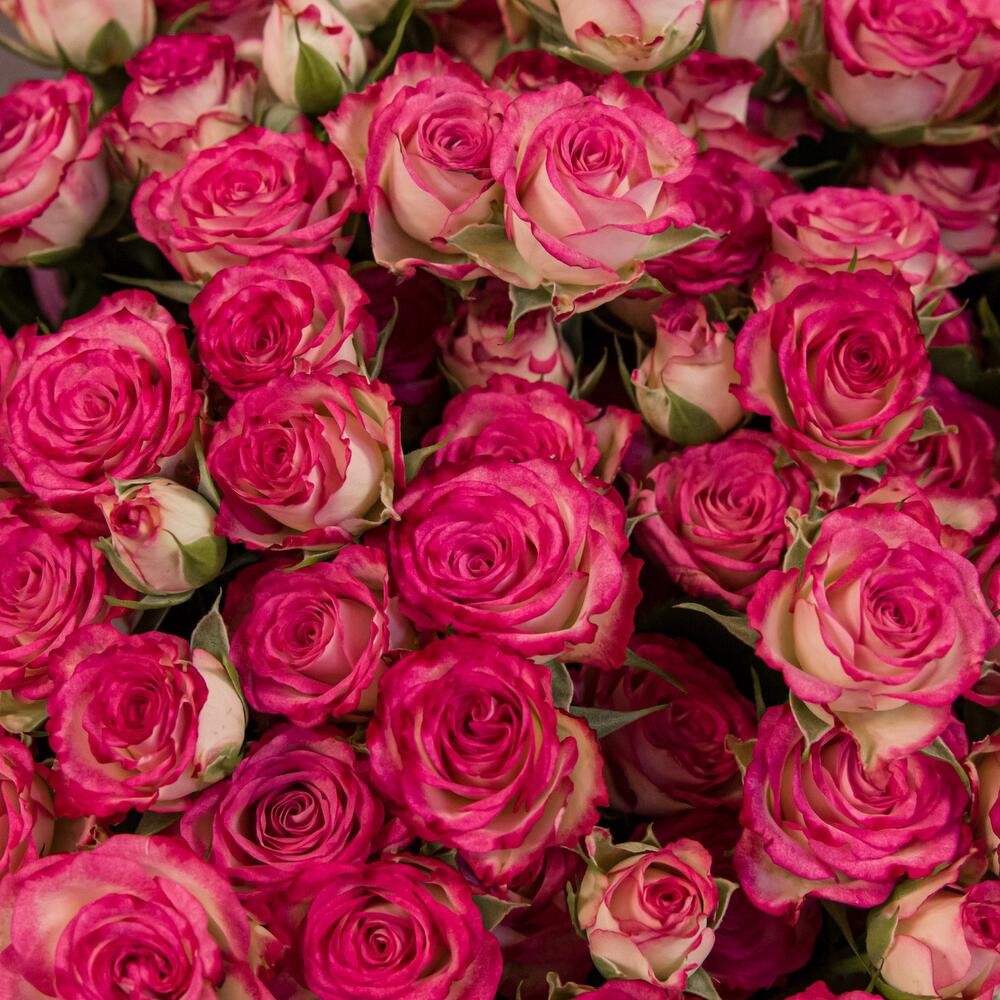 Букет «Розовый бум» – пышные кустовые розы в нежно-розовых тонах Абаза Республика Хакасия