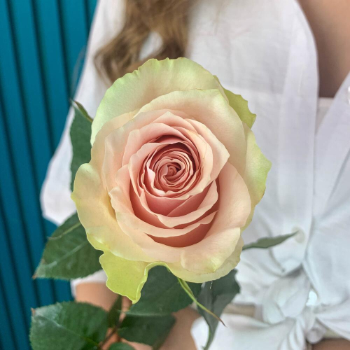 Комплимент из розовой эквадорской розы – минимализм роскоши Абаза Республика Хакасия