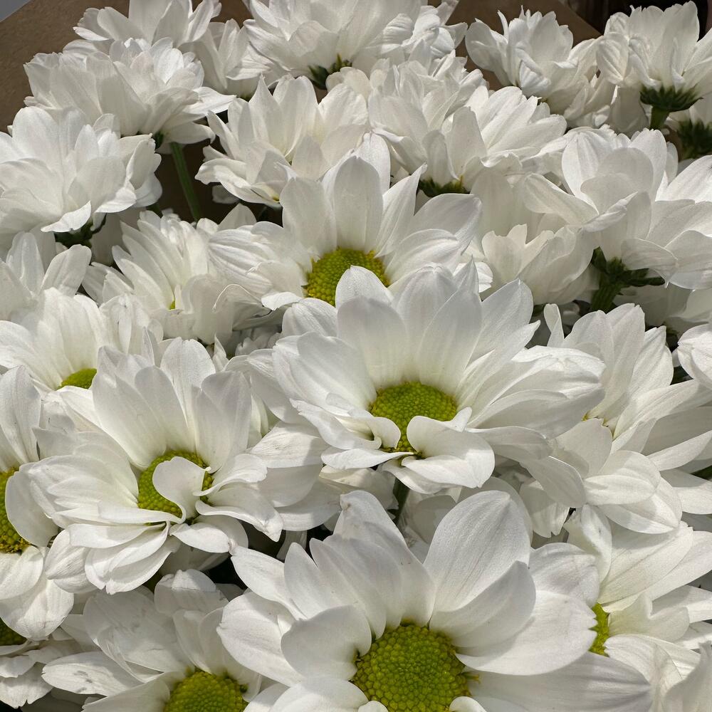 Букет «21 ромашка» – нежные белые кустовые хризантемы в натуральном стиле Абаза Республика Хакасия