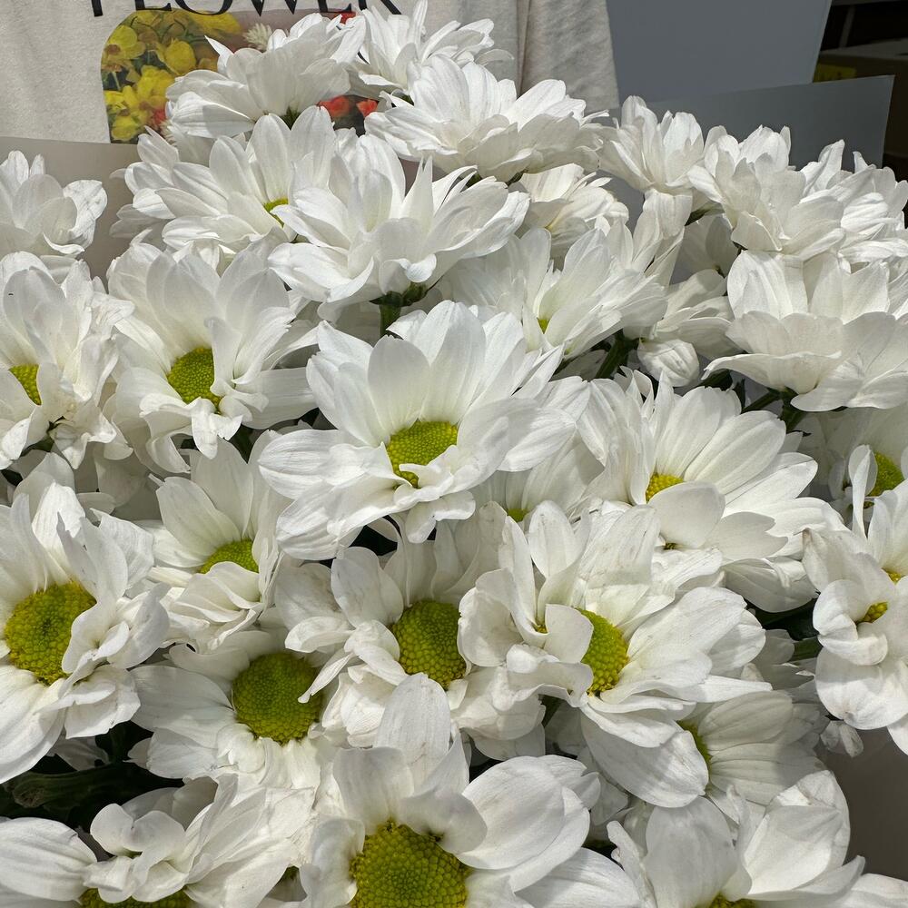 Букет «Летнее настроение» – свежесть белых хризантем Абаза Республика Хакасия