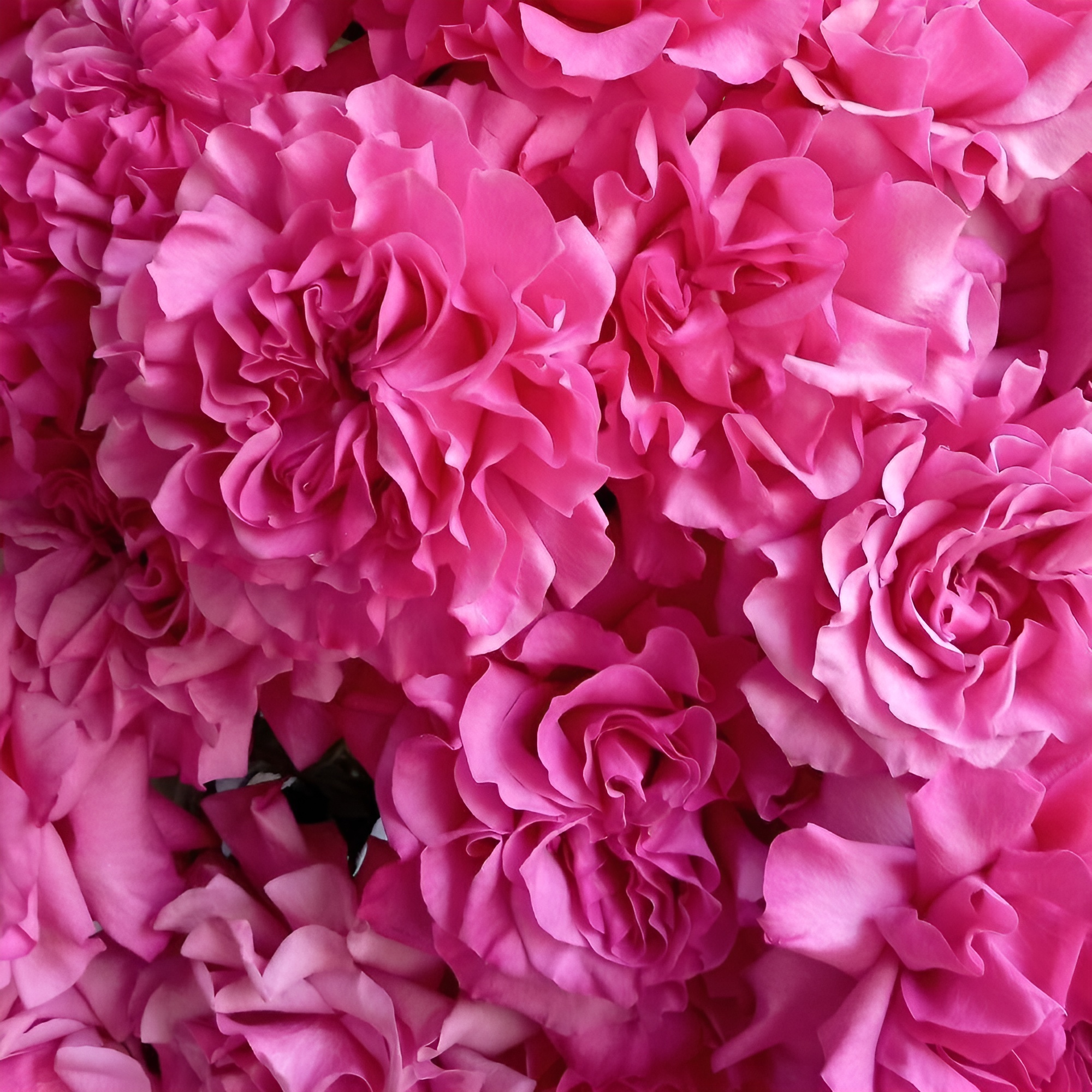 Роскошный букет из пионовидных роз – королевский подарок Абаза Республика Хакасия