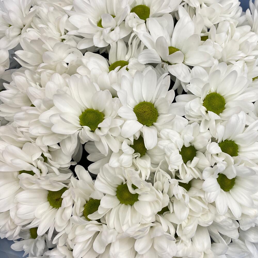 Букет «Ромашковое поле» – свежесть белых хризантем Абаза Республика Хакасия